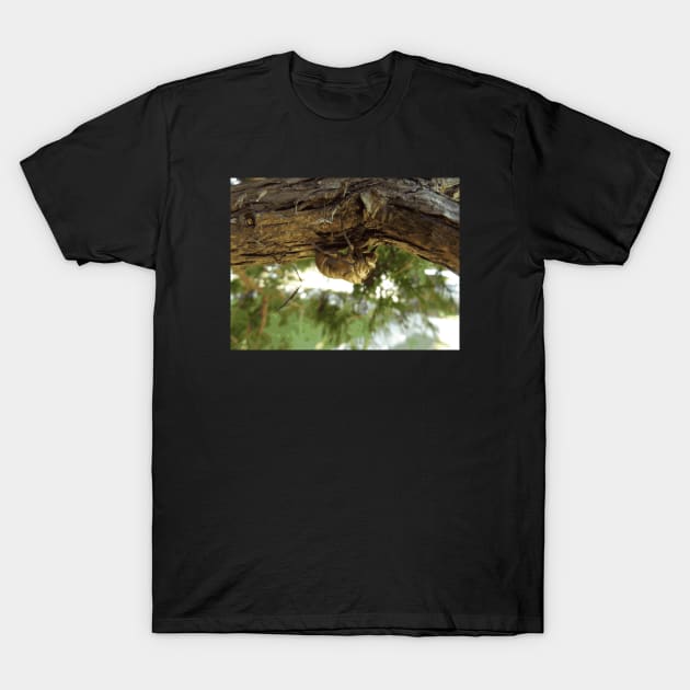 ⁣Cicada shell. It was in a hurry. T-Shirt by someartworker